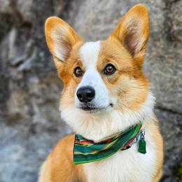 American Corgis and Pembroke Welsh Corgis from America's Red White and Bluie Corgis