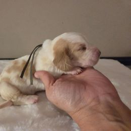Boy Three 2700 - Red and white male Basset Hound puppy in Denison, Texas from Emma Lou's Baby Bassets