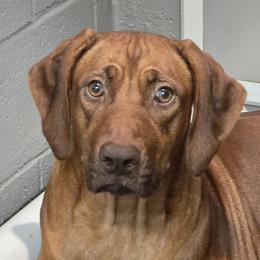 Adaku - Rhodesian Ridgeback