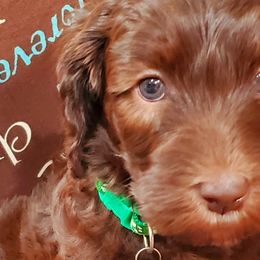Girl 2 - Labradoodle puppy in Statesville, North Carolina from Labradoodles of the Foothills