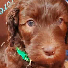 Girl 2 - Labradoodle puppy in Statesville, North Carolina from Labradoodles of the Foothills