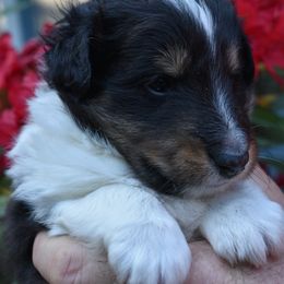 Shetland Sheepdog Puppies from RimRanch Shelties