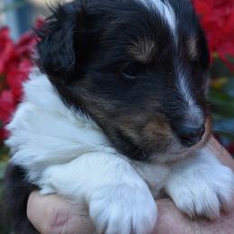Shetland Sheepdog Puppies from RimRanch Shelties