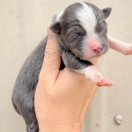 Girl 4 - Dilute blue female Australian Shepherd puppy in Iola, Texas from MK Aussies