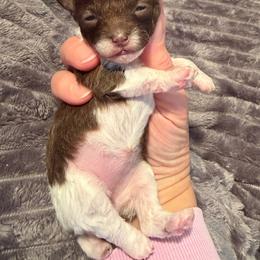 Tenley - Parti female Poodle puppy in Monroe, North Carolina from Toy Poodle Shenanigans