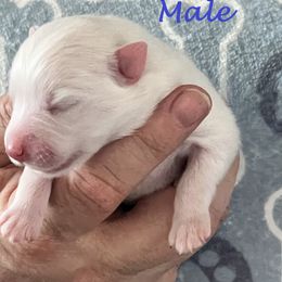 Japanese Spitz Puppies from Mika Japanese Spitz