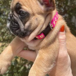 Sweet Bailee - Fawn and white female French Bulldog puppy in Spanaway, Washington from Beloved Frenchies