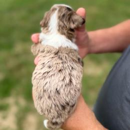 Mayze - Merle female Bernedoodle puppy in Warrensburg, Missouri from Dreamer Ridge Puppies