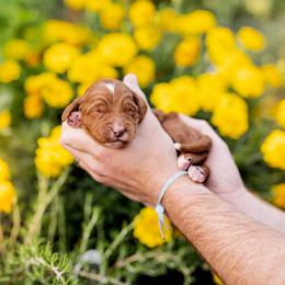 Blue boy - Red  male Goldendoodle puppy in Damascus, Oregon from Emma Doodles