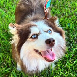 Cinnamon - Pomsky