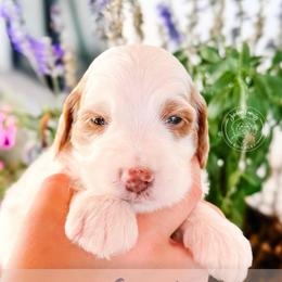 Scout - Cream male Goldendoodle puppy in Mahomet, Illinois from Jordan Family Doodles