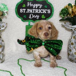 Sprite - Piebald male Dachshund puppy in Corbin, Kentucky from White River Valley Kennel