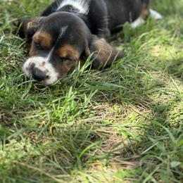 Basset Hound Puppies from Hill Top Basset Hounds & Great Pyrenees