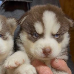 Cupid - Red and white male Pomsky puppy in Spring Hill, Florida from PDQ Pomskies