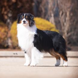 Journey - Australian Shepherd