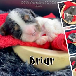 Briar - Tri-color male Cavalier King Charles Spaniel puppy in El Dorado Springs, Missouri from Cavish's Missouri Cavaliers, Cavapoos, and Miniature Poodles