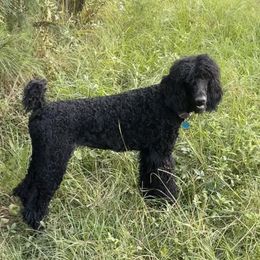 Ariya - Black female Poodle puppy in Jesup, Georgia from Altamaha Mud Poodles LLC.