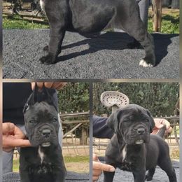 Cane Corso and French Bulldog Puppies from JSM Corsos