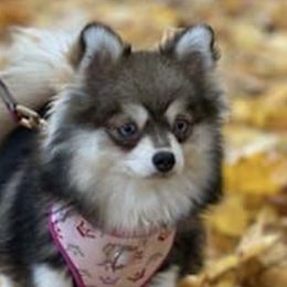 Pomskies from Evergreen Pomskies