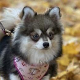 Pomskies from Evergreen Pomskies