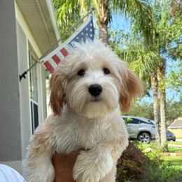Hendersonville - Gold sable male Havanese puppy in Clermont, Florida from Country Sweet Havanese and Creative Coaching