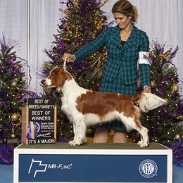 Atlas - Red and white male Welsh Springer Spaniel puppy in Richmond, South Carolina from Xanadu