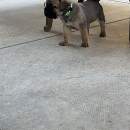 Cane Corso Puppies from PNW Cane Corsos