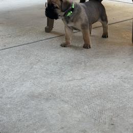 Cane Corso Puppies from PNW Cane Corsos