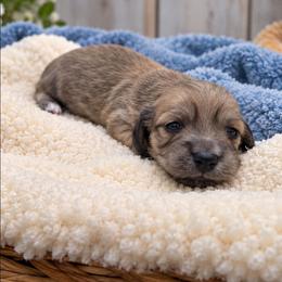 Sinclair - Cream male Dachshund puppy in Greenfield, Ohio from Buck Run Creek Dachshunds
