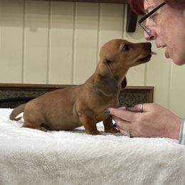 Thunder - Red male Dachshund puppy in Shawnee, Oklahoma from Magic Eagle Miniature Dachshunds