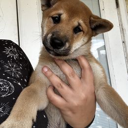 Renji- lotus ruler - Red male Shiba Inu puppy in Lehigh Acres, Florida from SWFL Happy Dogs