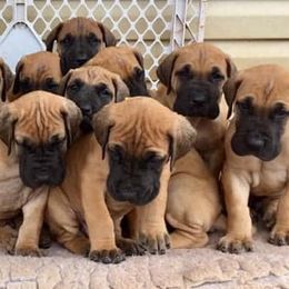 Great Dane Puppies from Ellenni Danes