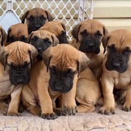 Great Dane Puppies from Ellenni Danes