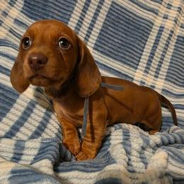 Blue Collar Male - Fawn (isabella) and cream male Dachshund puppy in Otto, North Carolina from Windy Ridge Dachshunds