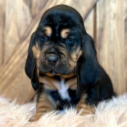 Jessica - Pink collar - Black brown and white female Basset Hound puppy in Edmonton, Kentucky from RiverBottom Bassets