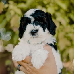 Waddle - Black and white female Sheepadoodle puppy in Patterson, California from Dooling Doodles