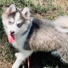 Lola - Pomsky