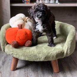 Dough boy - Sable male Goldendoodle puppy in Winter Park, Florida from Doodles & Poodles by Tiki