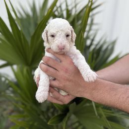 Blue - Cream male Goldendoodle puppy in Cape Coral, Florida from Magnolia Doodles co.