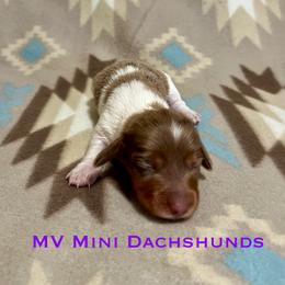 Duchess - Dapple female Dachshund puppy in Carlsbad, Texas from MV Mini Dachshunds