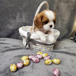 Cavalier King Charles Spaniel Puppies from London Fog Cavaliers