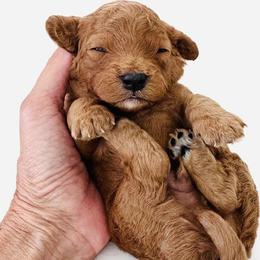 Micky Mouse - Red male Cavapoo puppy in Aiken, South Carolina from Cavapoos of the Carolinas