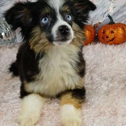 Jefferson - Toy Australian Shepherd puppy from Southpaw Herders LLC