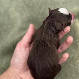 Australian Mountain Doodles and Toy Australian Shepherds from Blue Stem Companions