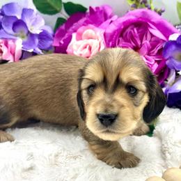 Luca - Red male Dachshund puppy in Exeter, California from Sawtooth Miniature Dachshunds