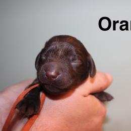 Orange - Liver female Boykin Spaniel puppy in Northport, Alabama from Blue Creek Boykins