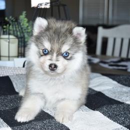 Royal - Gray and white female Pomsky puppy in Chino Valley, Arizona from Rose Peek Pomskies