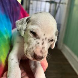 Magnolia - White and liver brown female Dalmatian puppy in Wilson, North Carolina from New Horizonz Dalmatians