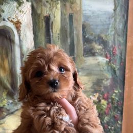 Maltipoo and Poodle Puppies from GG’s Maltipoos and Toy Poodles