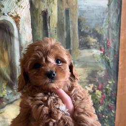 Maltipoo and Poodle Puppies from GG’s Maltipoos and Toy Poodles
